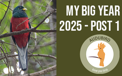 2025 Big Year – Post 1